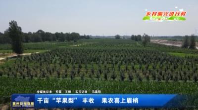 千亩“苹果梨”丰收 果农喜上眉梢