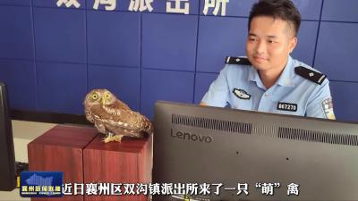 近日襄州区双沟镇派出所来了一只“萌”禽