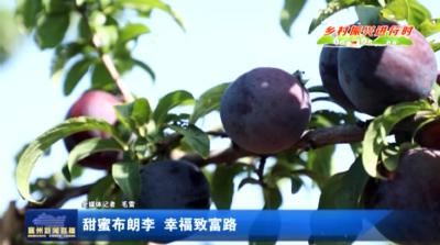 甜蜜布朗李  幸福致富路
