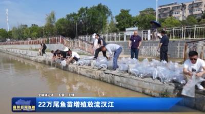 22万尾鱼苗增殖放流汉江
