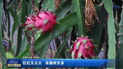 红红又火火  采摘欢乐多