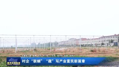 村企“联姻”“蔬”写产业富民新篇章