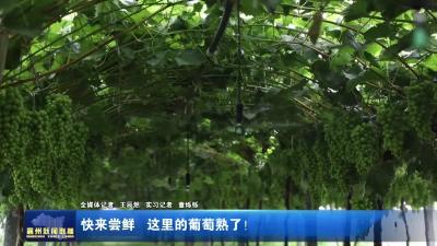 快来尝鲜  这里的葡萄熟了