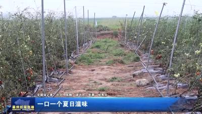 一口一个夏日滋味