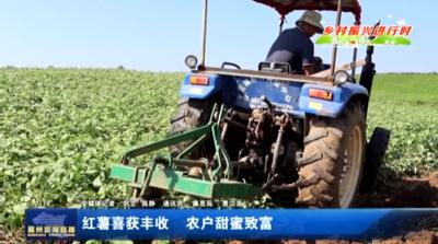 红薯喜获丰收 农户甜蜜致富