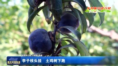 李子枝头挂　土鸡树下跑