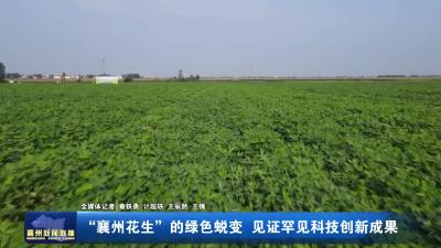 “襄州花生”的绿色蜕变 见证罕见科技创新成果