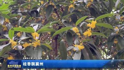 桂香飘襄州
