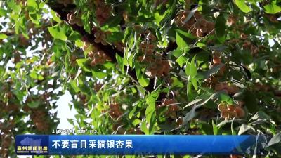 不要盲目采摘银杏果