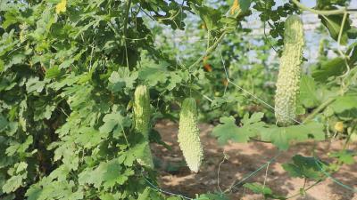 这里每天供应5万斤蔬菜！