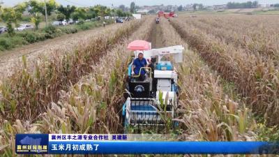 玉米“套”大豆“1＋1＞2”