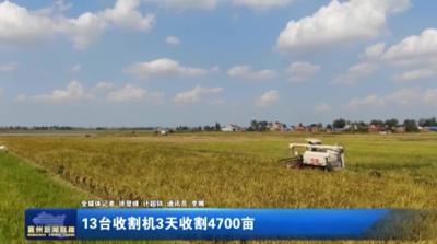 13台收割机3天收割4700亩