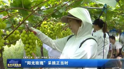 “阳光玫瑰”采摘正当时