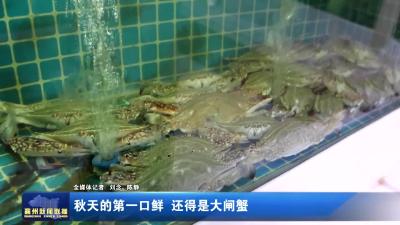 秋天的第一口鲜 还得是大闸蟹