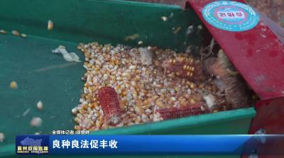 良种良法促丰收