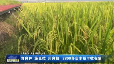 育良种  施良技  用良机  3800多亩水稻丰收在望