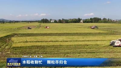 水稻收割忙 颗粒尽归仓