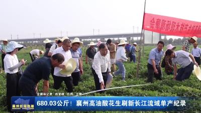 680.03公斤！ 襄州高油酸花生刷新长江流域单产记录