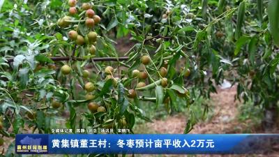 黄集镇董王村：冬枣预计亩平收入2万元