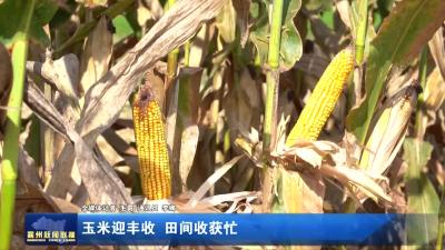 玉米迎丰收  田间收获忙