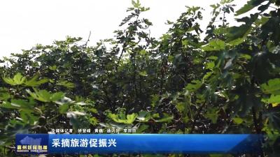 采摘旅游促振兴