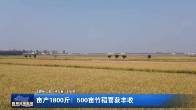 亩产1800斤！500亩竹稻喜获丰收