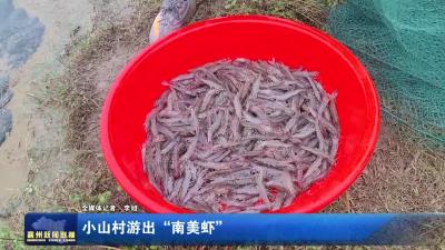 小山村游出“南美虾”