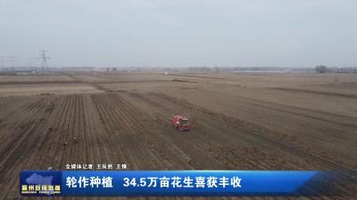 轮作种植 34.5万亩花生喜获丰收