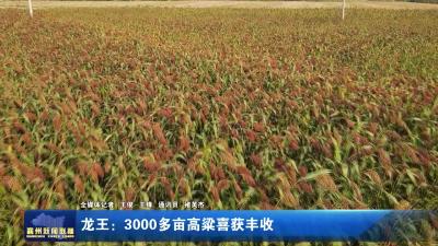 龙王：3000多亩高粱喜获丰收
