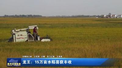 龙王：15万亩水稻喜获丰收