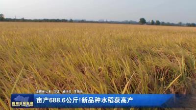 亩产688.6公斤！新品种水稻获高产
