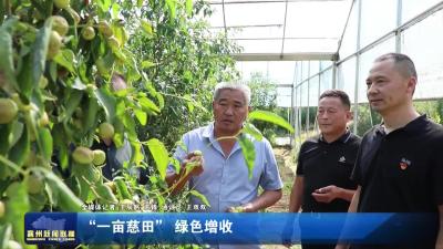 “一亩慈田”绿色增收