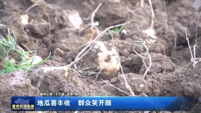 地瓜喜丰收  群众笑开颜