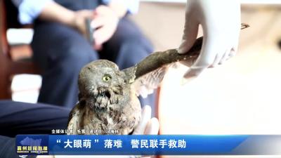 “大眼萌”落难  警民联手救助