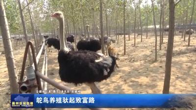 驼鸟养殖驮起致富路