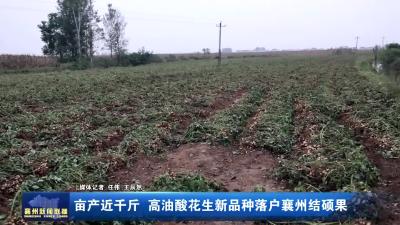 亩产近千斤 高油酸花生新品种落户襄州结硕果