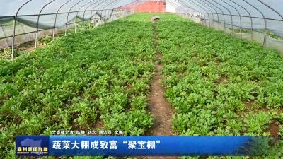 蔬菜大棚成致富“聚宝棚”