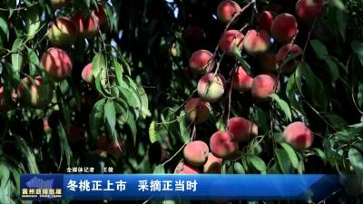 冬桃正上市 采摘正当时