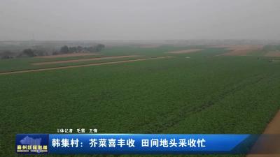 韩集村: 芥菜喜丰收 田间地头采收忙