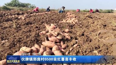 伙牌镇郭庞村6500亩红薯喜丰收