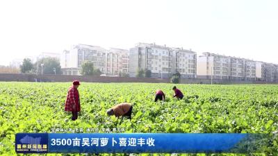 3500亩吴河萝卜喜迎丰收