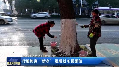 行道树穿“新衣” 温暖过冬提颜值