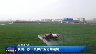 襄州：按下良种产业化加速键