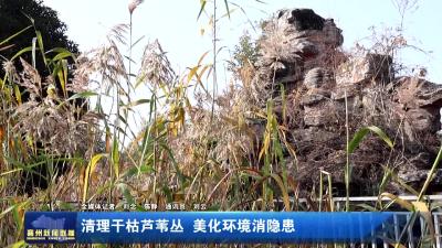 清理干枯芦苇丛  美化环境消隐患