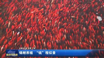 锦鲤养殖 “钱”程似景
