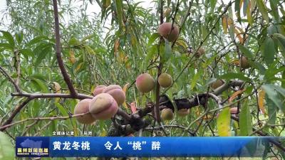 黄龙冬桃  令人“桃”醉