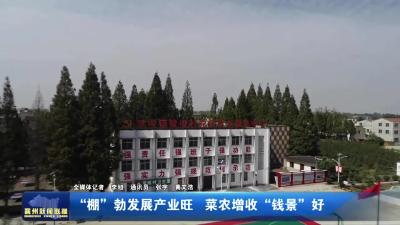 “棚”勃发展产业旺 菜农增收“钱景”好