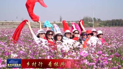 双沟镇：“超级花海”盛情绽放