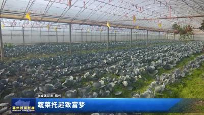 蔬菜托起致富梦