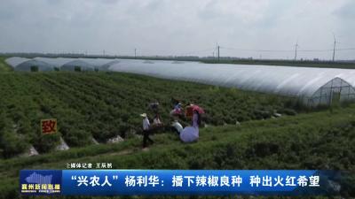 “兴农人”杨利华：播下辣椒良种 种出火红希望